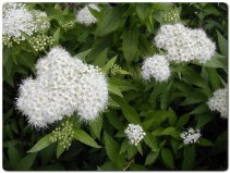 японская Pygmaea Alba_0x160 Любимый сад